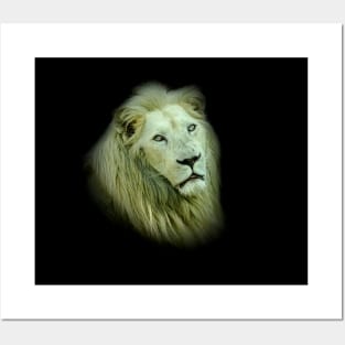 White lion Posters and Art